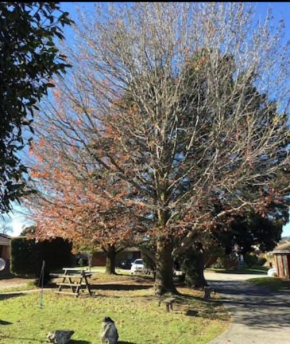 Golden House, Springvale